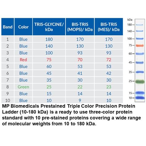 precision protein ladder|MP Biomedicals Prestained Triple Color Protein。